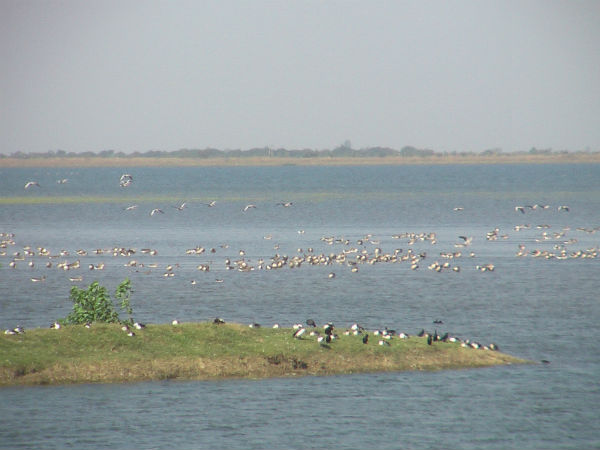 વિદેશી પક્ષીઓનુ આગમન