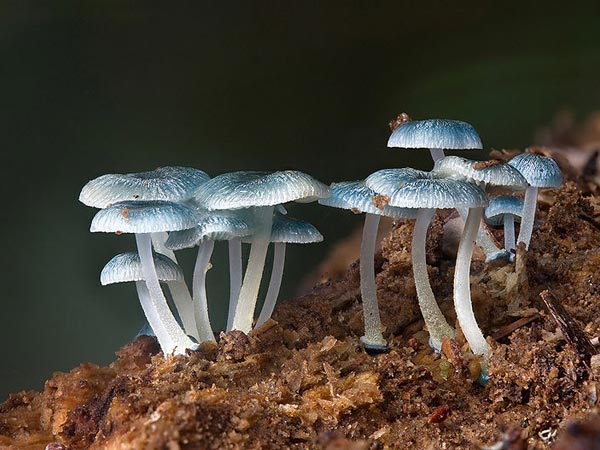 પિક્સી પારાસોલ