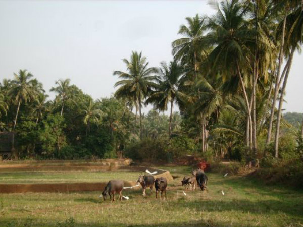 ગોવા, એક શાનદાર ડેસ્ટિનેશન
