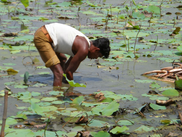 ડેસર ભયાવહ ભૂતકાળ ભુલાવી ઝંખે છે વિકાસનો પથ