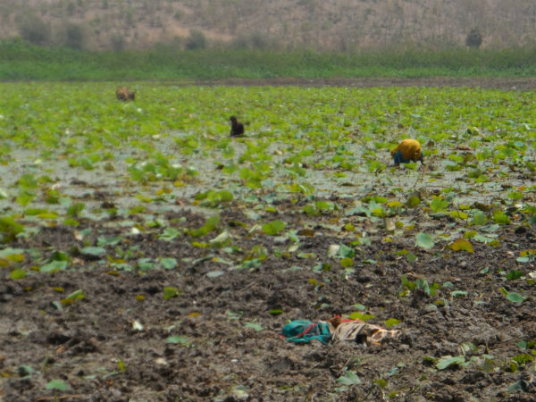 ડેસર ભયાવહ ભૂતકાળ ભુલાવી ઝંખે છે વિકાસનો પથ