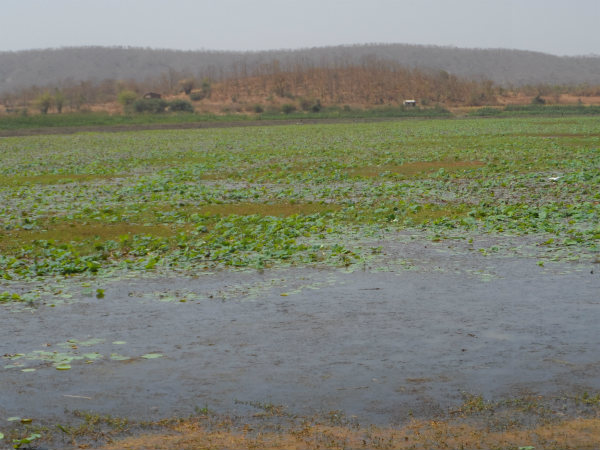 ડેસર ભયાવહ ભૂતકાળ ભુલાવી ઝંખે છે વિકાસનો પથ