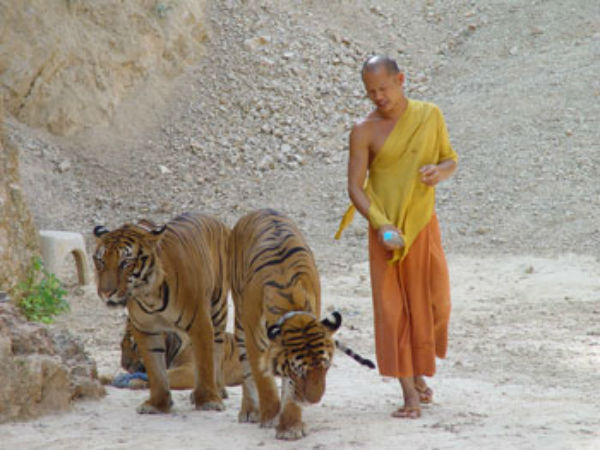 વિવાદો વચ્ચે પણ લોકપ્રિય છે આ ટાઇગર ટેમ્પલ