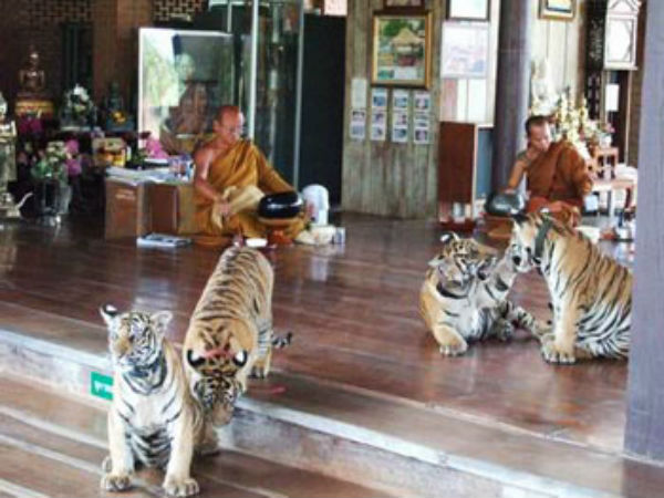 વિવાદો વચ્ચે પણ લોકપ્રિય છે આ ટાઇગર ટેમ્પલ