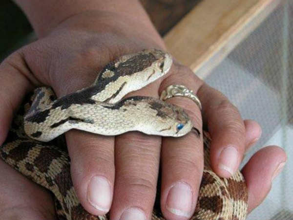 બે માથાવાળો સાંપ