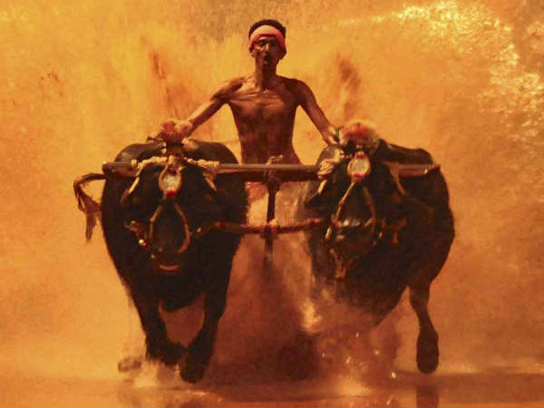 ભેંસ દેખાય તો
