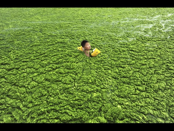 ચીનના આ સમુદ્રને ભરખી જશે આ લીલોત્રો રાક્ષસ