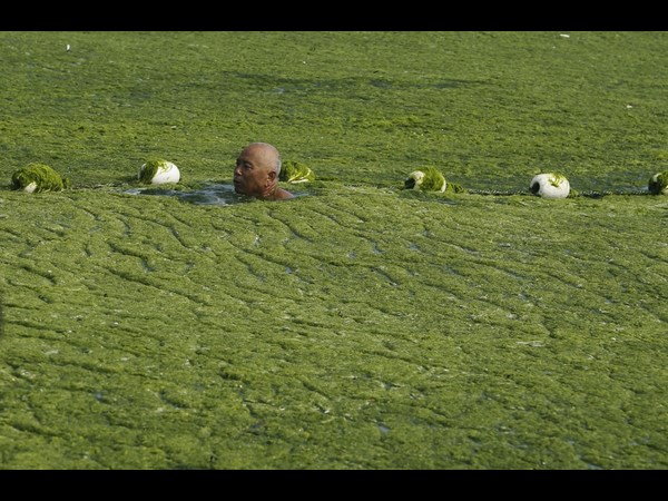 ચીનના આ સમુદ્રને ભરખી જશે આ લીલોત્રો રાક્ષસ