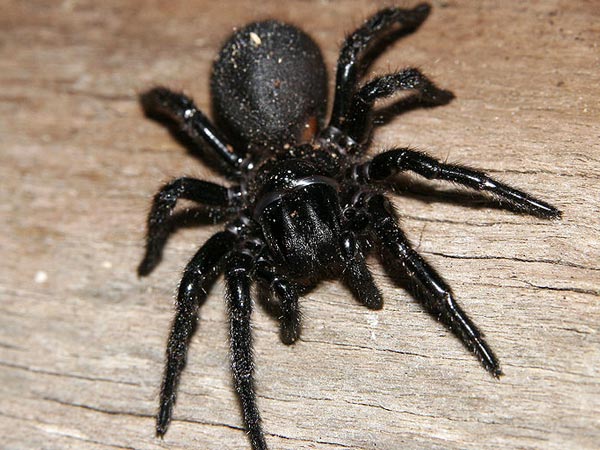 કરોળિયો- કંબોડિયા
