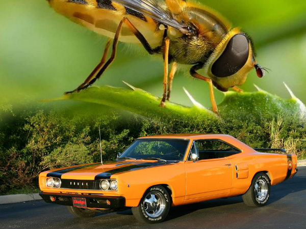 ડોઝ સૂપર બી