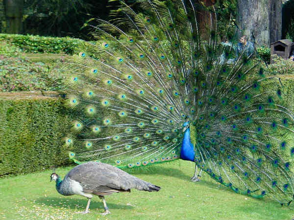 ખાસ કેમેરાનો ઉપયોગ