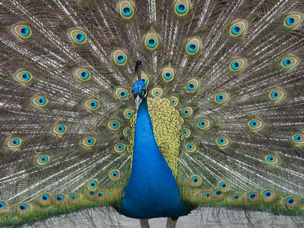 મોરનીનું ધ્યાન આકર્ષિત કરવું મુશ્કેલ