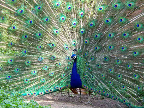 બે કેમેરાનો ઉપયોગ