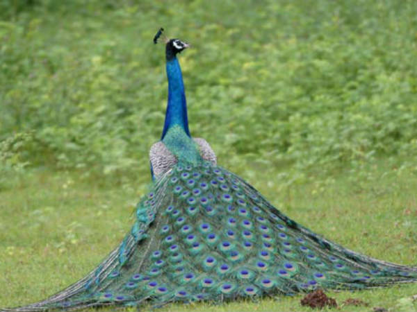મોરની કલગીનું મહત્વ નથી