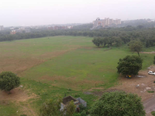 ચોતરફ જંગલ જ જંગલ