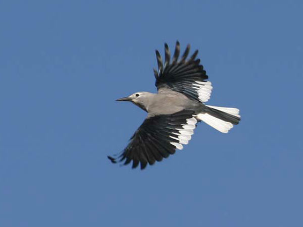 ક્લાર્ક નટકટર