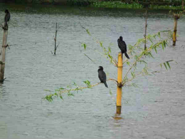 જલકાગ