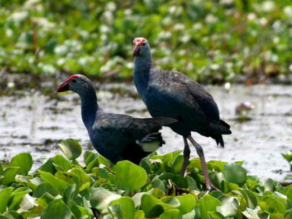 સ્વામ્પ હેન