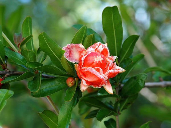 દાડમના પાન
