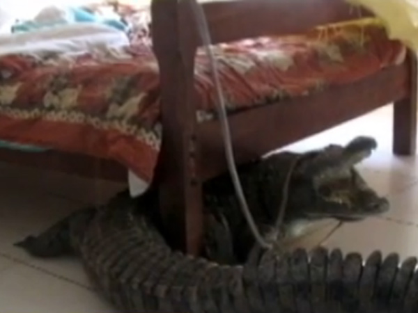 હોટેલના રૂમમાં પહોંચી ગયો મગર