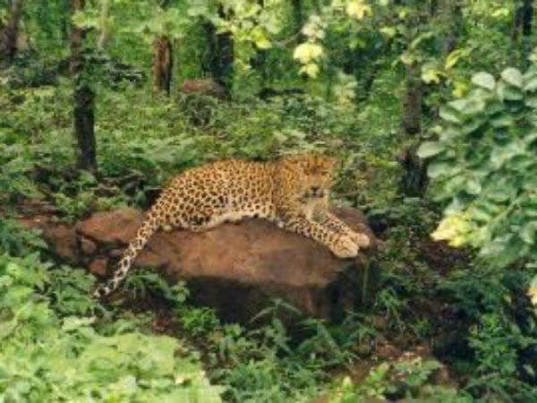 વન વિહાર