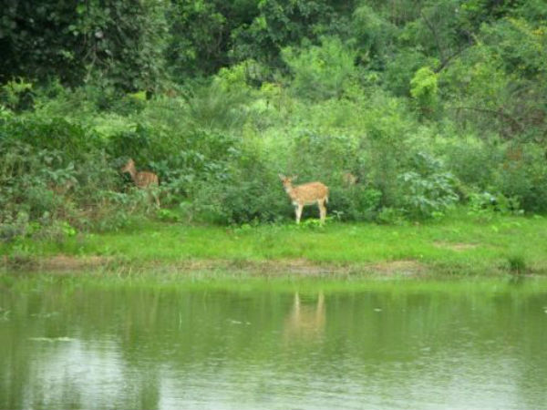 વન વિહારમાં હરણ