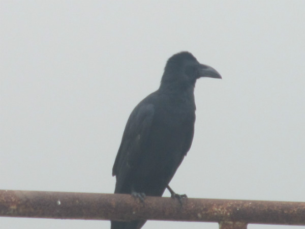 કાગડાઓની ગેરહાજરી