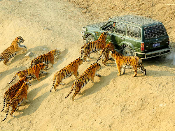 સફારી દરમિયાન હુમલો