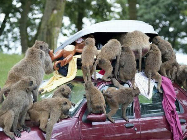 વાનરોની હરકત
