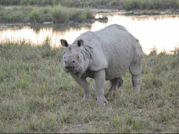 ગેંડાની સવારી