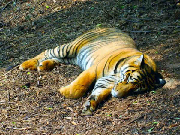 વાઘની દિલધડક ઝલક