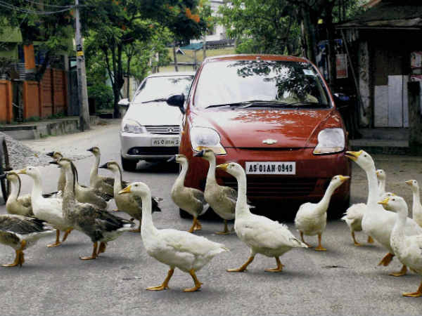 રસ્તો પાર કરી રહેલા હંસ