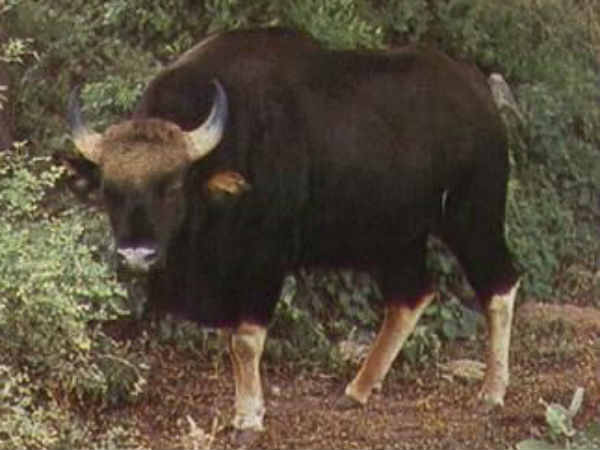 બાઇસન