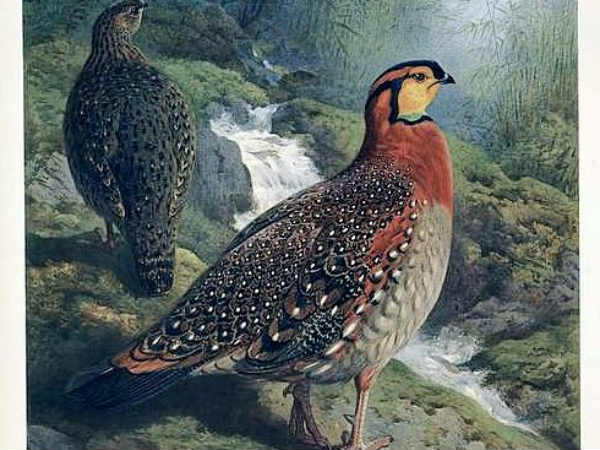 એક સુંદર પક્ષીનું પેઇન્ટિંગ