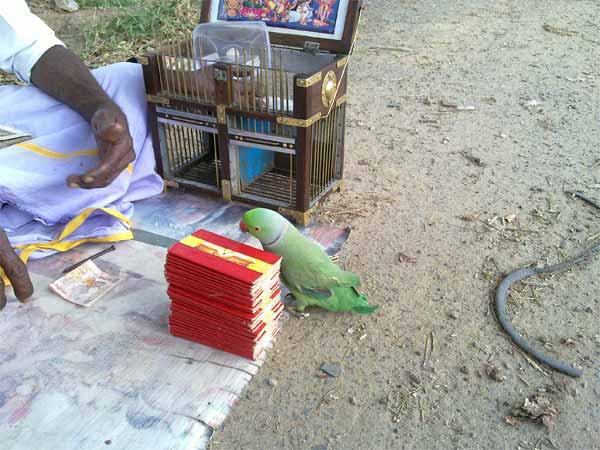 ચોકડી પર તમારા ભવિષ્યને ભાખનાર