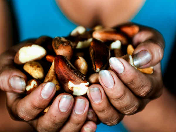 બોલિવિયાઃ સૌથી વધુ બ્રાઝિલ નટ એક્સપોર્ટર