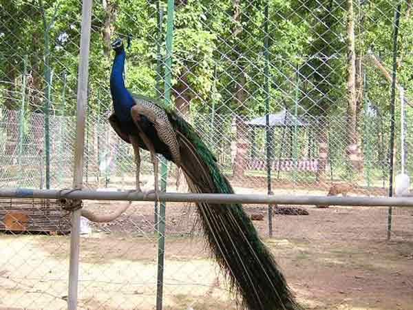 રાષ્ટ્રીય પક્ષી મોર
