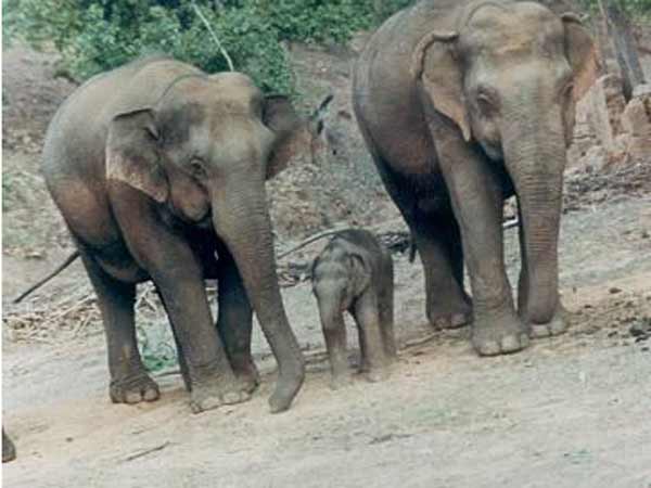 સરગુજામાં હાથી