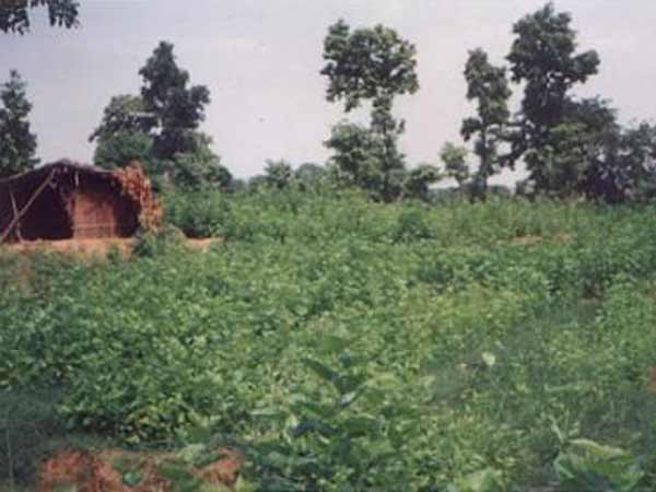 સરગુજામાં ખેતી