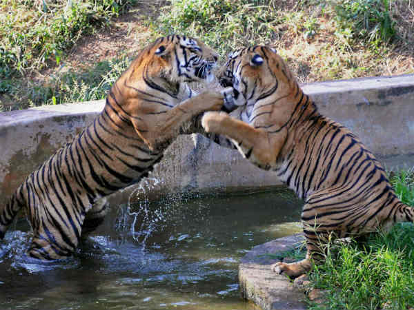 રોયલ બેંગોલ ટાઇગર