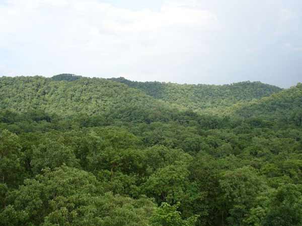 કબીરધામમાં હરિયાળી