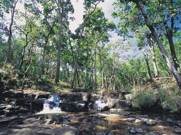 જંગલનો ભાગ