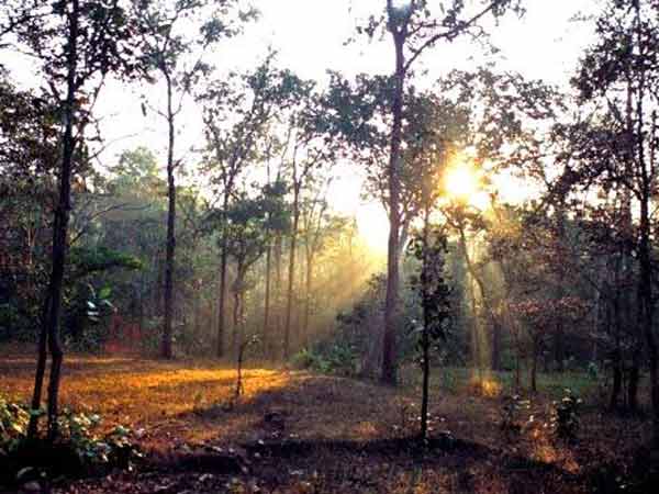 બિલાસપુરમાં આવેલું જંગલ