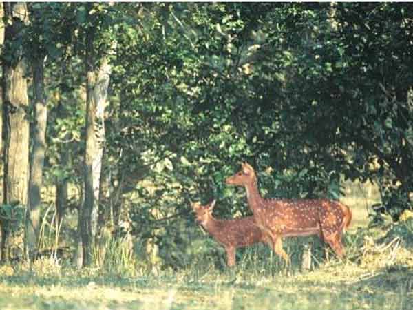 બિલાસપુરના હરણ