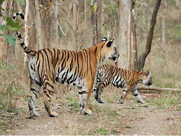 અભ્યારણ્યમાં વાઘ