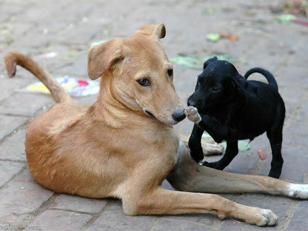 ભૂખ્યા કૂતરાંઓથી ધડાકો