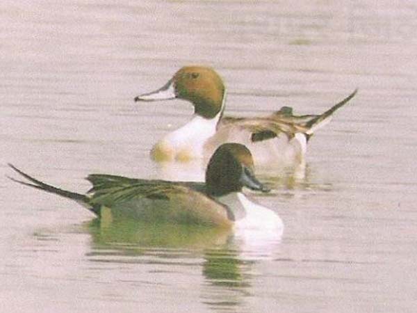 બદલખોલે અભ્યારણ્ય