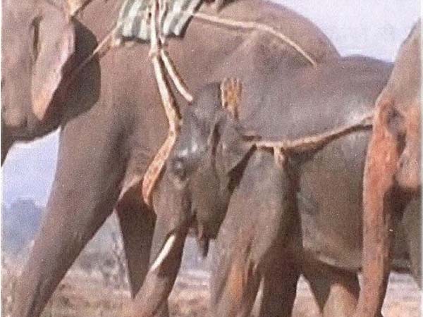અભ્યારણ્યમાં હાથીઓ