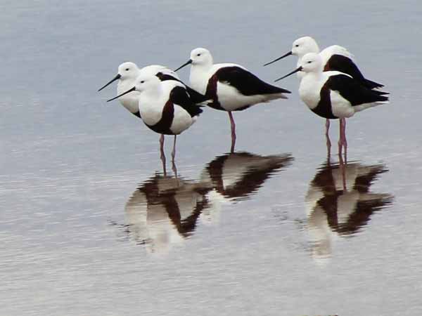 દર વર્ષે વિદેશી પક્ષીઓનો જમાવડો