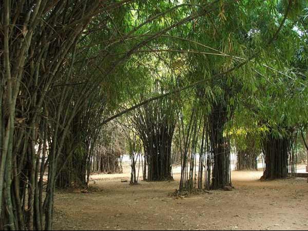 વાંસ વન